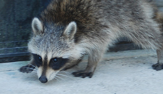 Raccoon Removal in Carmel