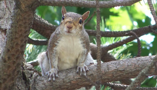 Squirrel Removal in Carmel